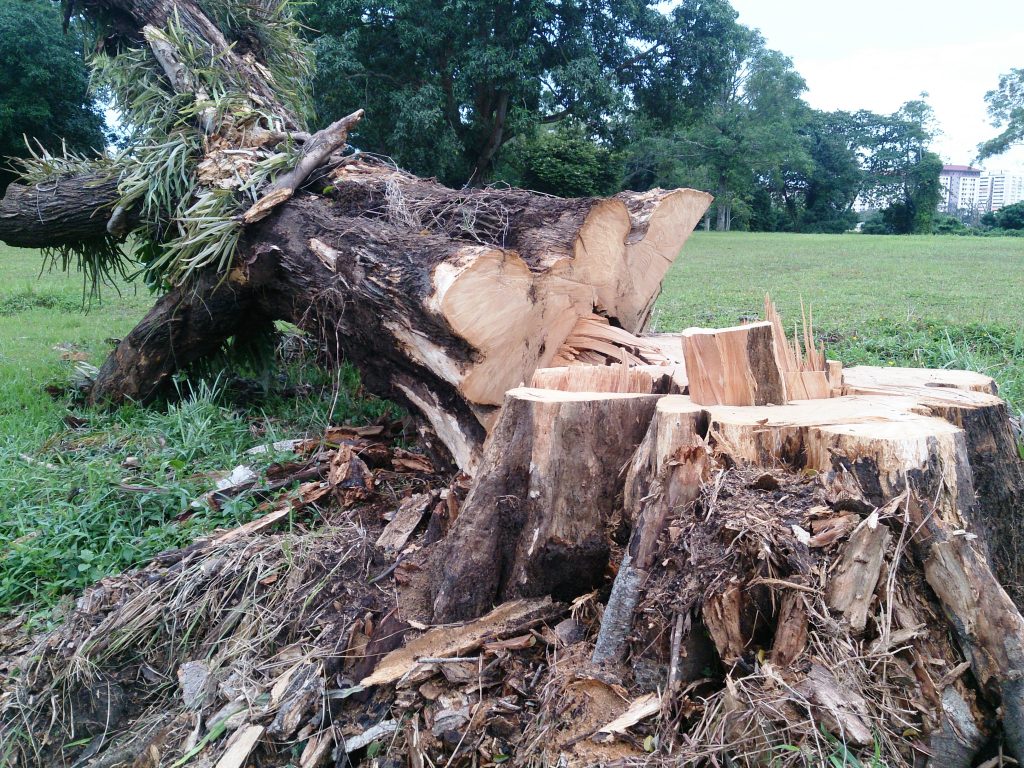 can-you-cut-down-a-tree-on-your-property