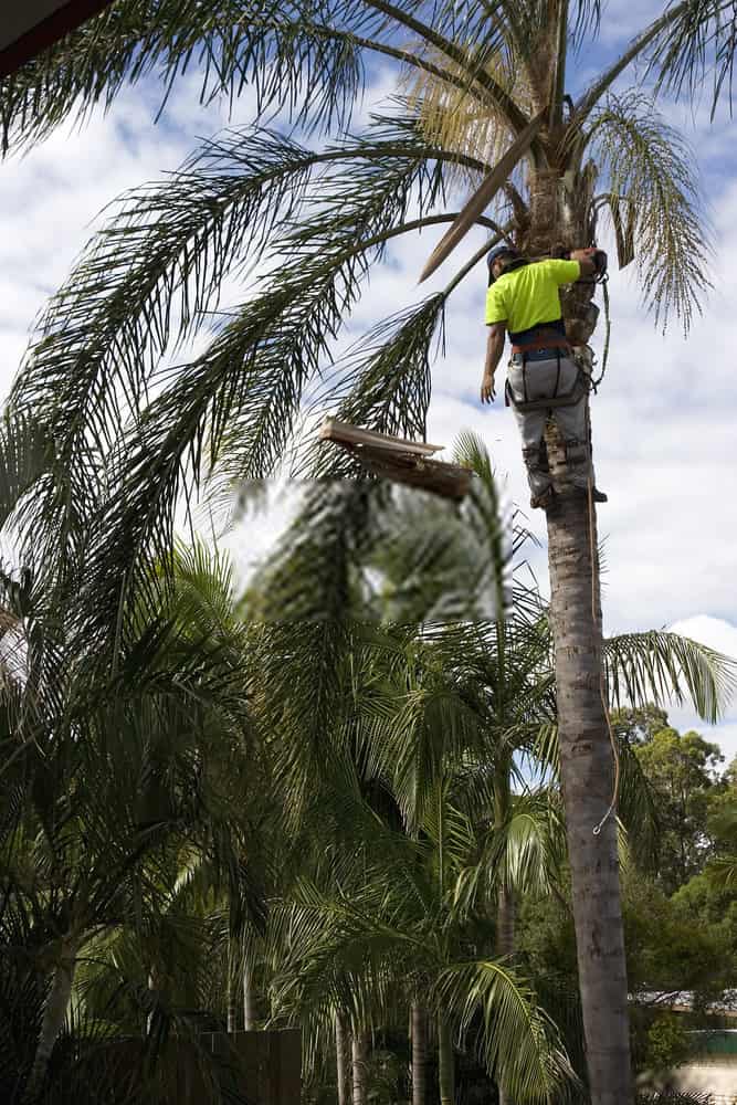 Palm Tree Removal Ipswich