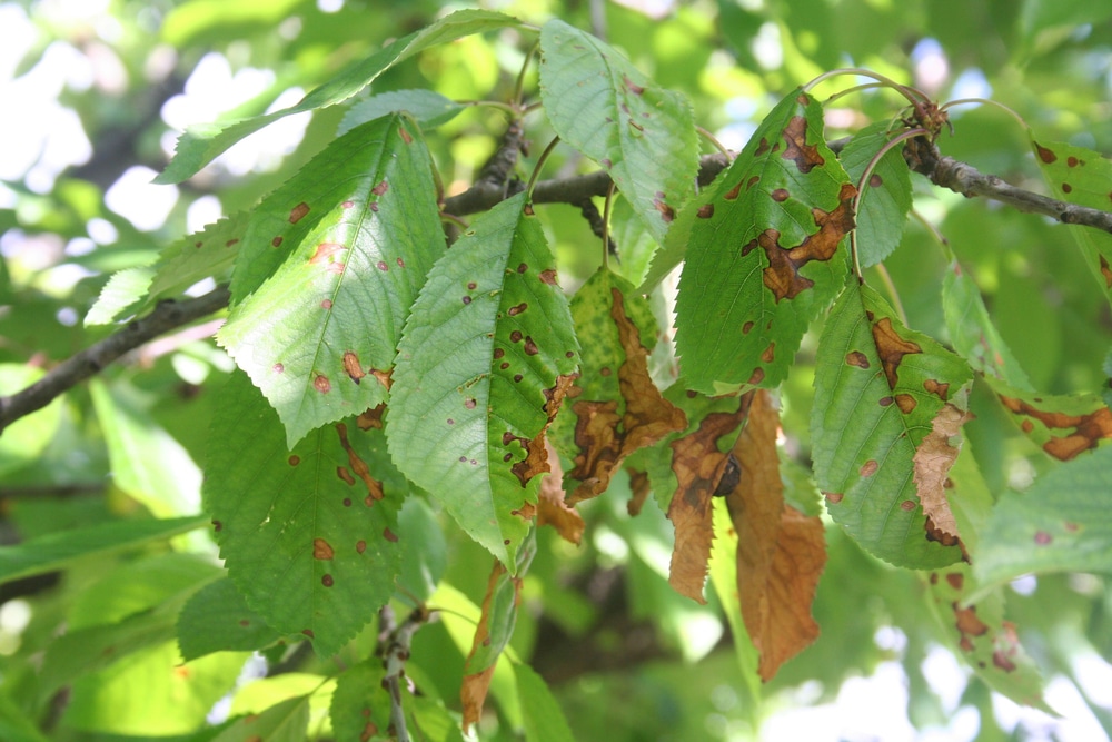 Leaf Spot Diseases: What You Need To Know