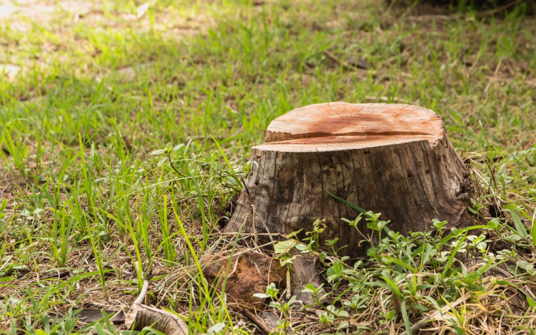 Useful Benefits Of Tree Stump Grinding
