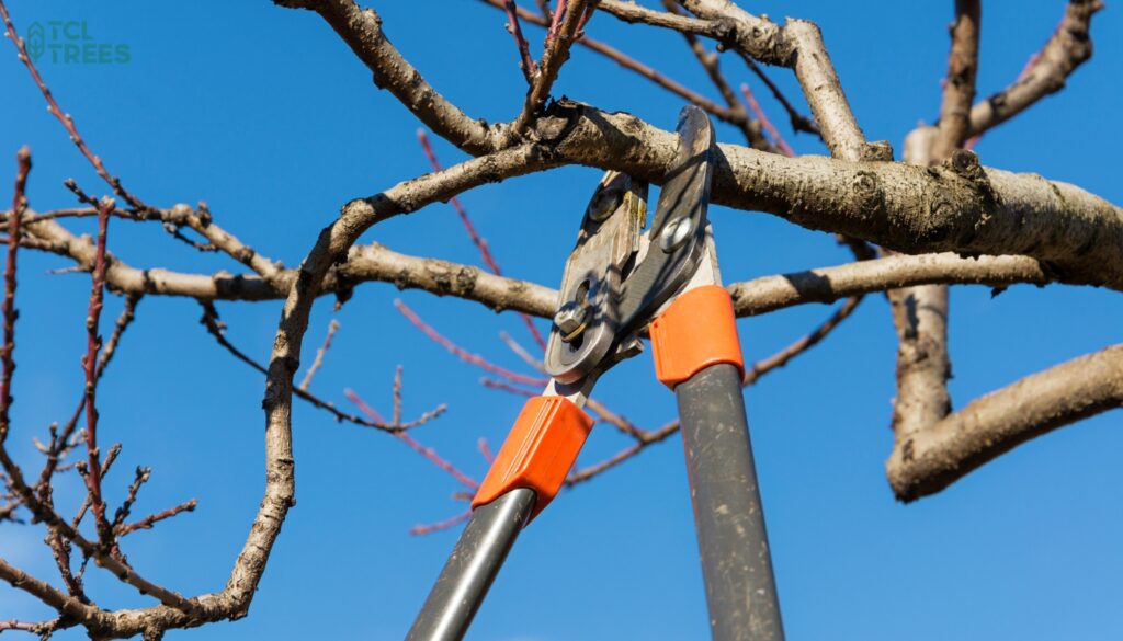 Common Pruning Cuts