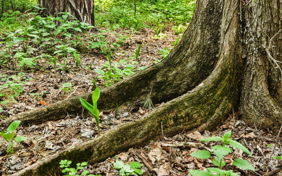 How to Prevent Tree Roots From Growing Above Ground