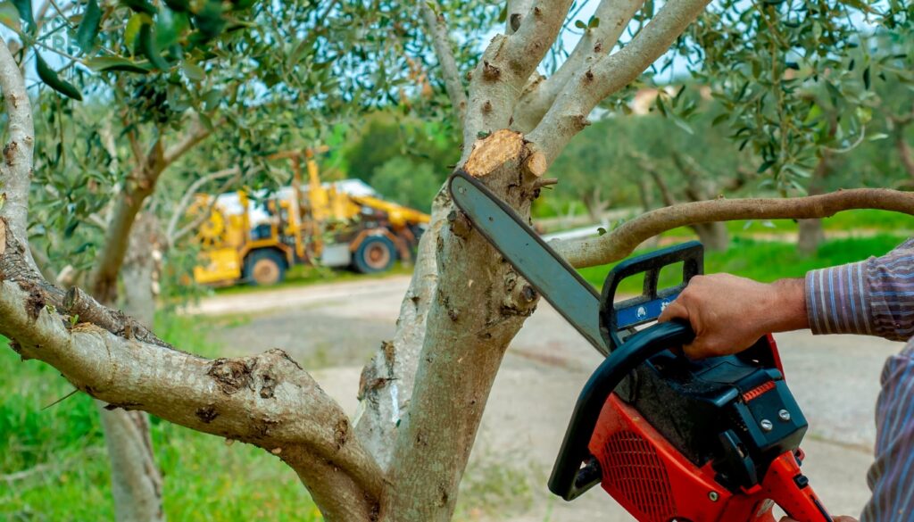 Times for Tree Pruning