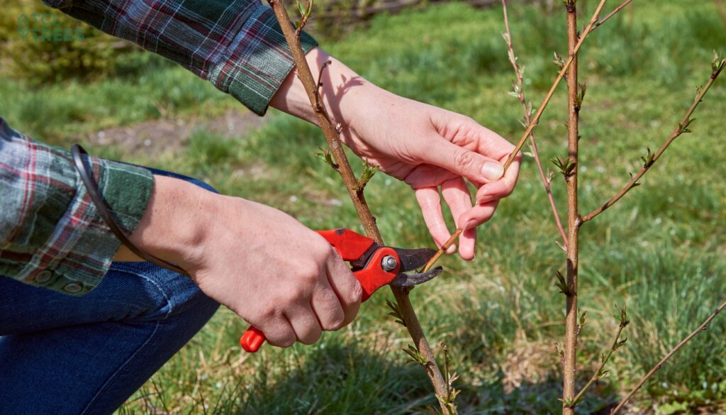 Mistakes to Avoid When Pruning