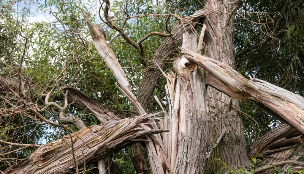 Condition of a Lightning-Struck Tree