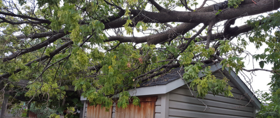 Emergency Tree Work – Who Are You Going to Call?