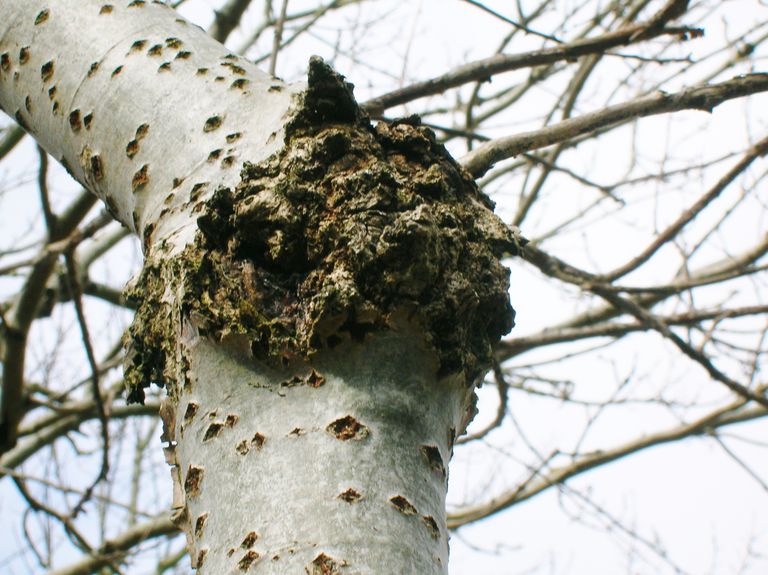 Fungal Cankers of Trees