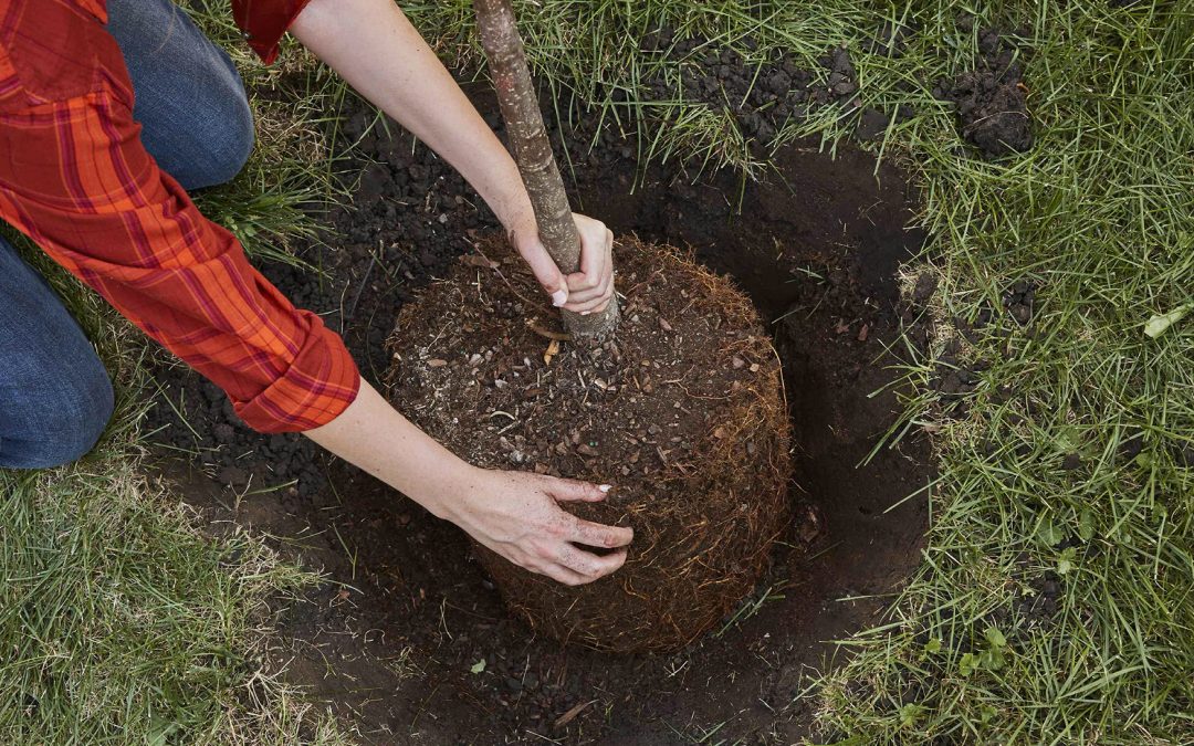 Tips for Planting After Tree Removal