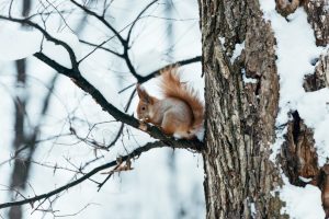 How to Prevent Winter Rodent Damage to Your Trees