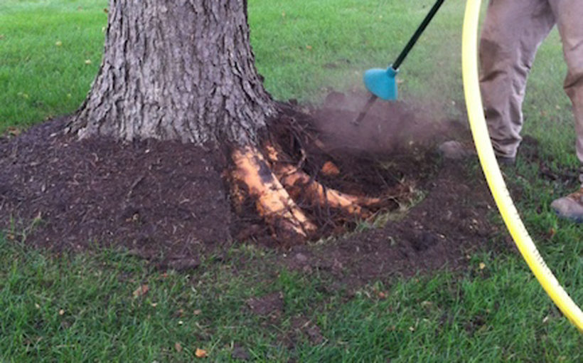 Girdling Roots: The Strangler That Can Kill Your Trees