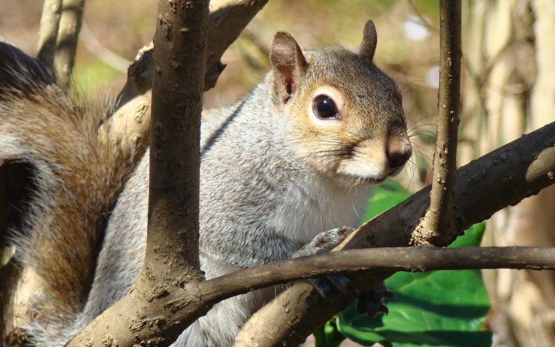 How to Prevent Winter Rodent Damage to Your Trees