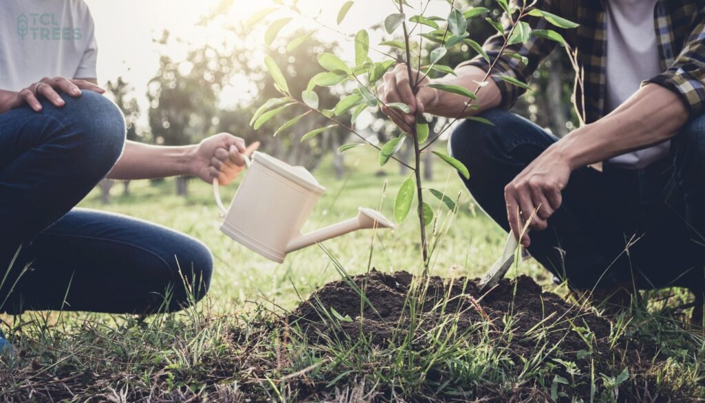 Tree Planting Process