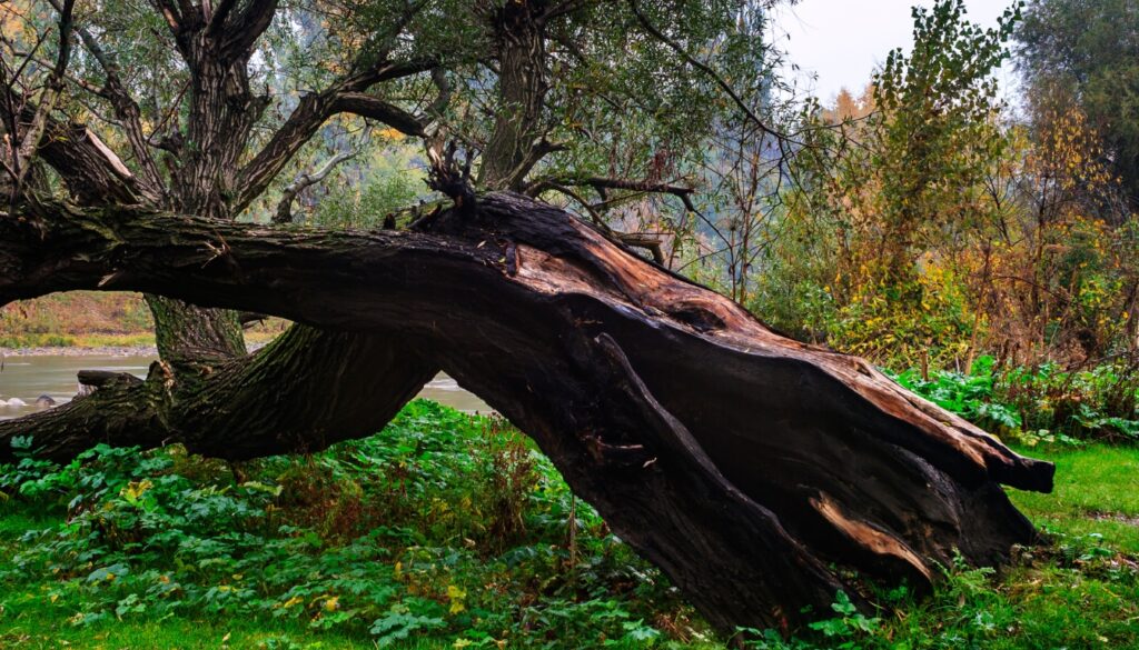 Trees Affected by Lightning