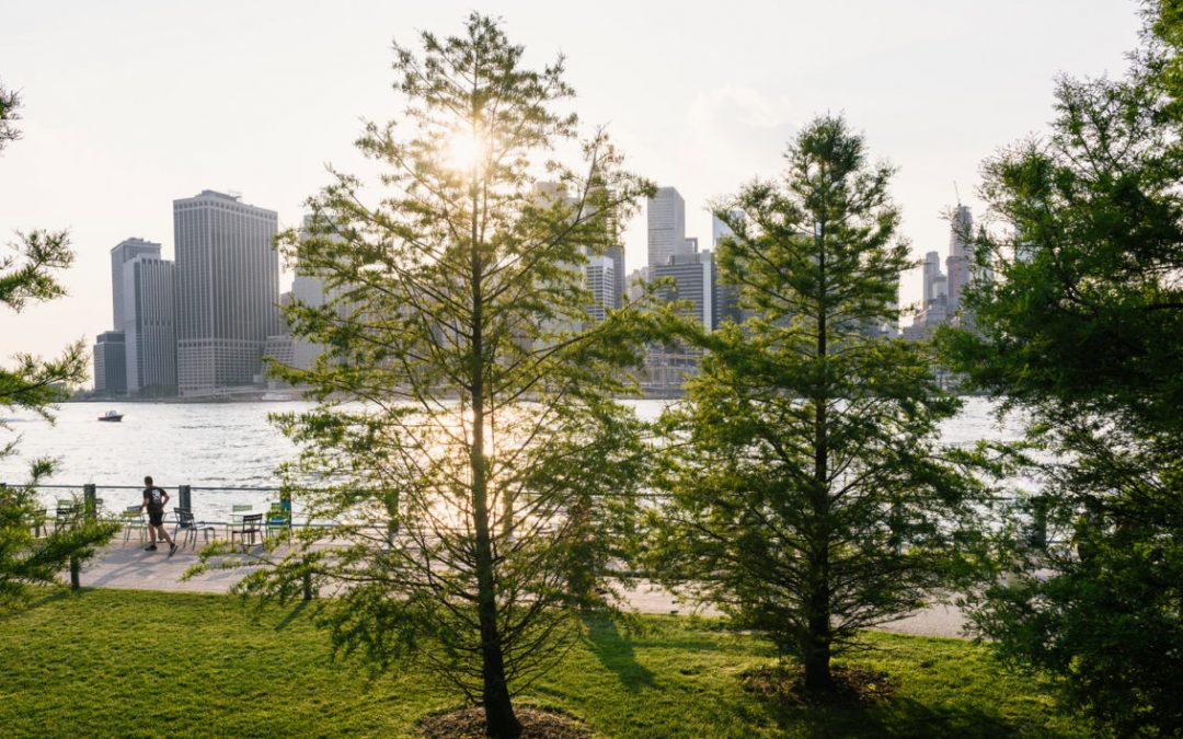 How Trees Reduce Air Pollution