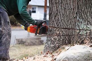 Signs That You Need To Hire A Tree Removal Company