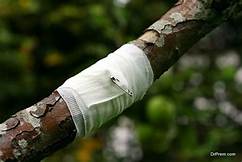 Home Remedies: Tree Wounds and Healing