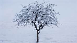 Best Time To Prune Dormant Trees