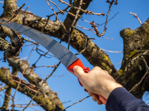 The Benefits Of Hiring A Tree Lopping Services