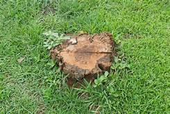 Different Options Of Removing A Tree Stumps
