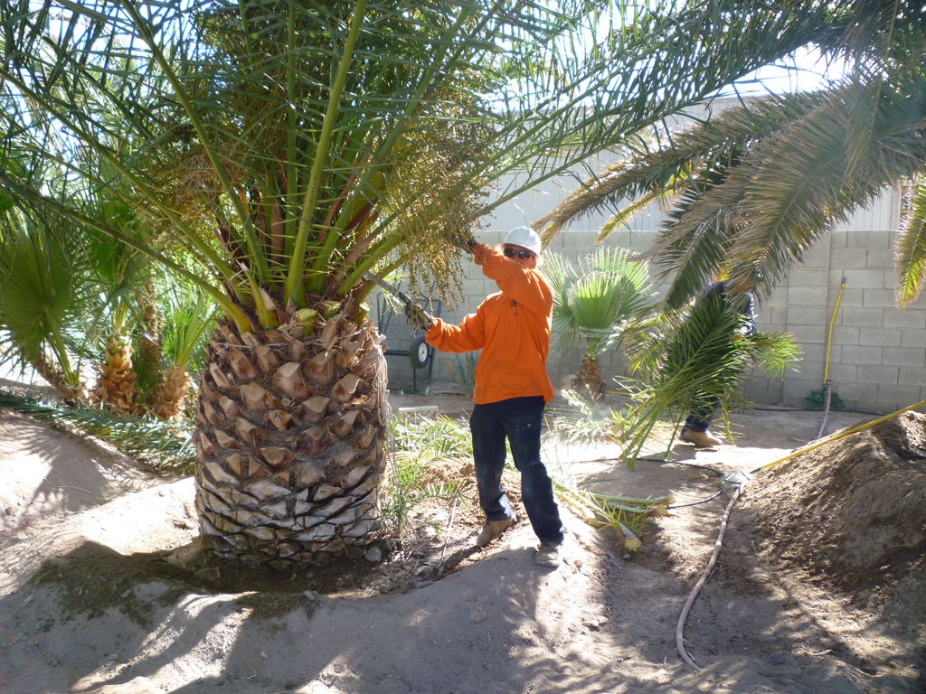 How Do You Trim The Palm Tree Trunk Follow These Steps Aaa Tree