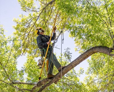 Tree Pruning: All You Need About Tree Pruning