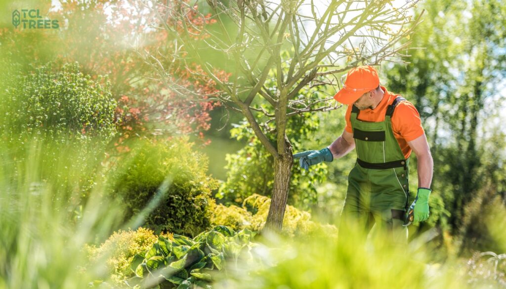 Professional Tree Care