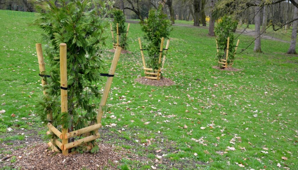 Protecting Newly Planted Trees