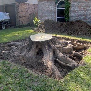 List Of DIY Ways On How To Kill A Tree Stump