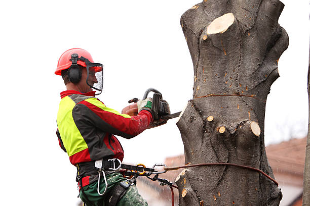 factors to consider when choosing a tree care company
