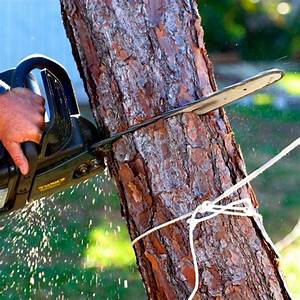 Cutting Trees Is A Big Work You Must Do It Safely