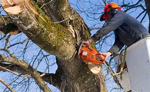 Choose a Tree Service Carefully; Avoid Risky Situations