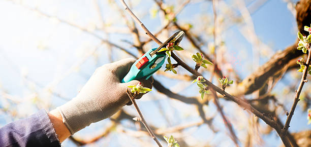 How To Prune Fruit Trees Successfully In Winter