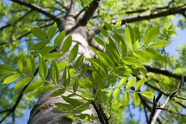 Ash Tree Care: How To Protect Your Ash Tree