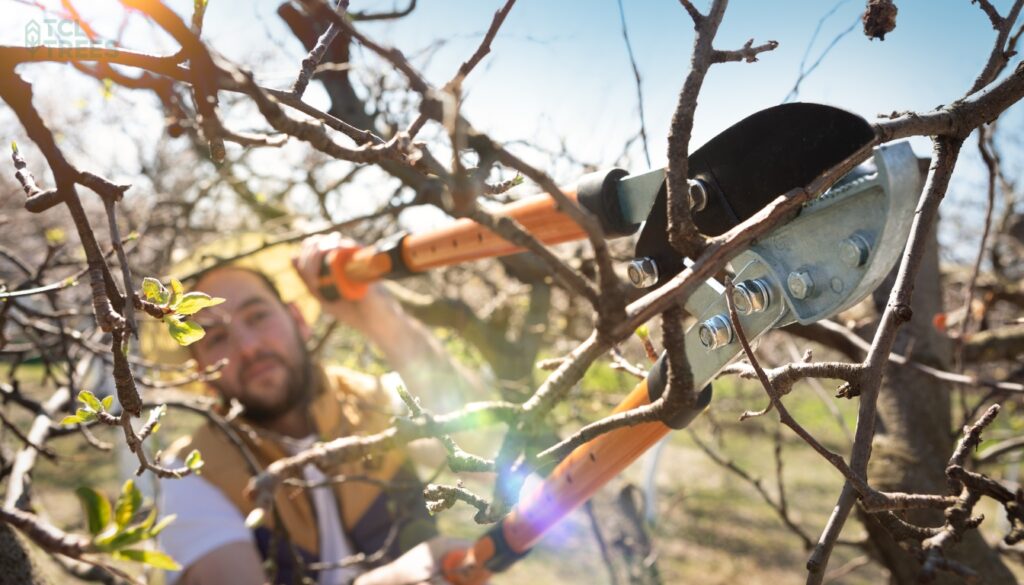 what is tree pruning?