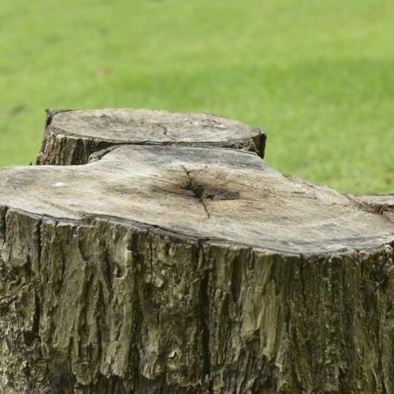 Stump Removal: How To Kill A Tree Stump With Epsom Salt