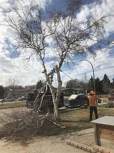 Proper Way Of Removing A Hang-up Tree