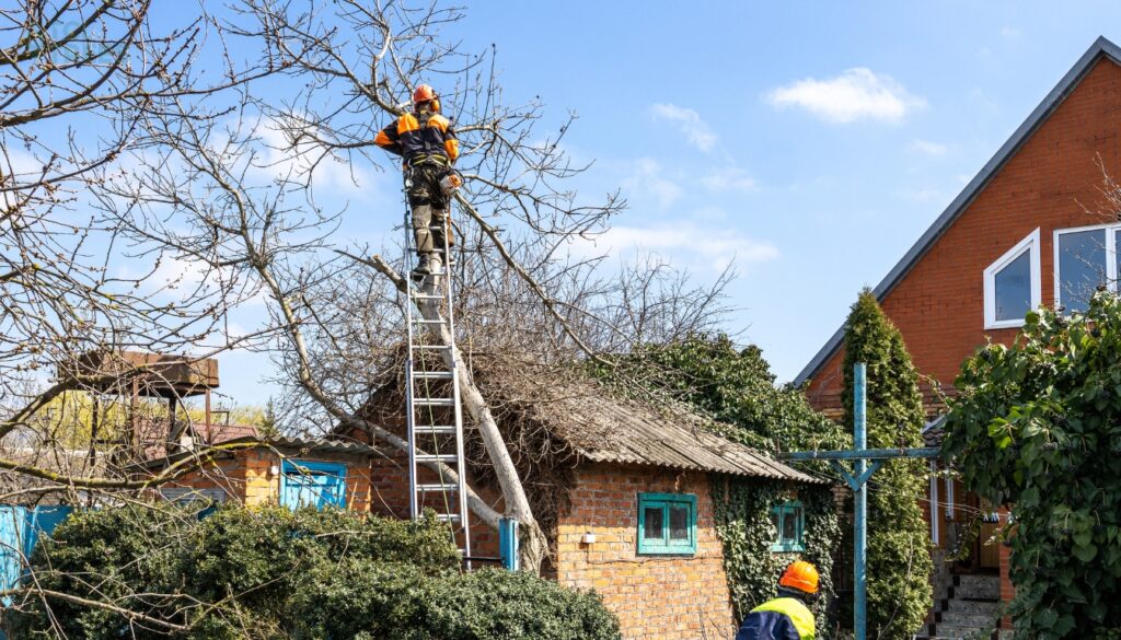 Arborist Services