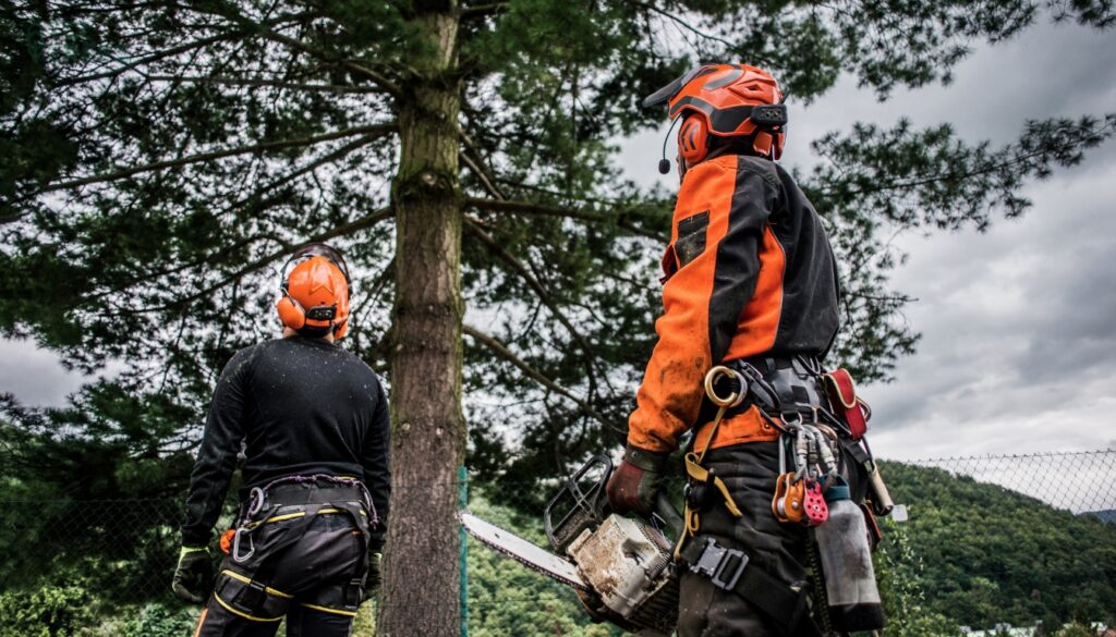 What is an Arborist