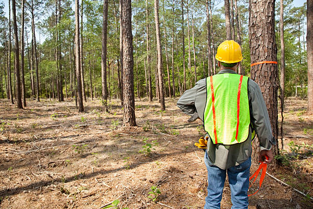 5 Factors To Consider When Choosing A Tree Service Company