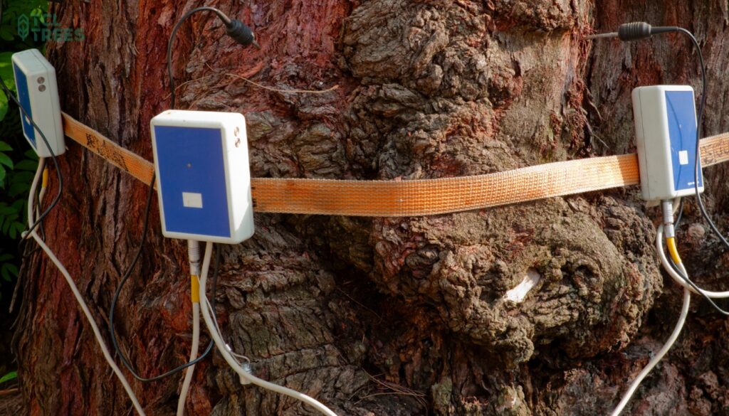 Assessing the Tree's Condition