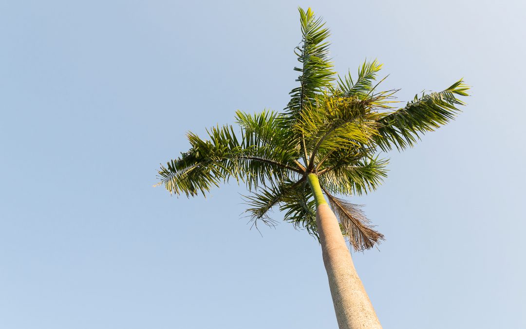 Diseases Affecting Palm Trees
