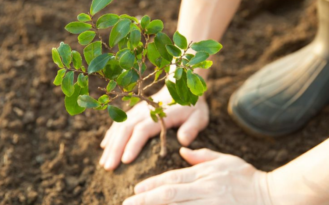Does Planting Trees Really Help Fight Climate Change