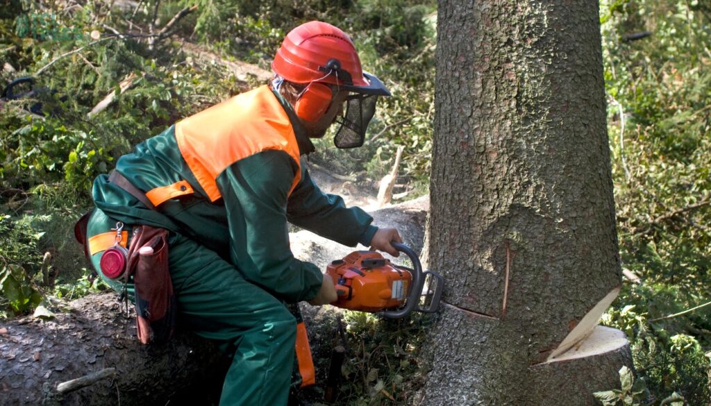 How Do You Prepare For Tree Removal