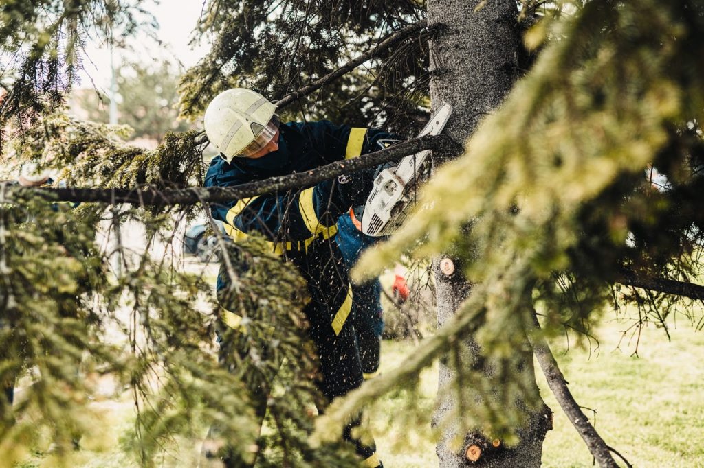 How do you prepare for tree removal?