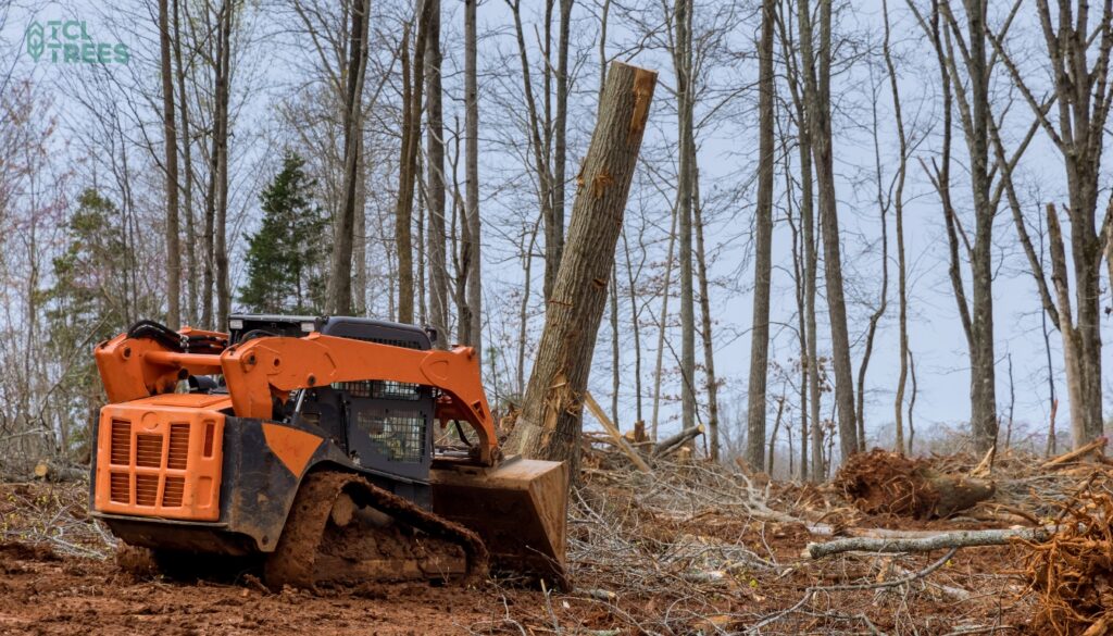 Selecting a Tree Removal Company