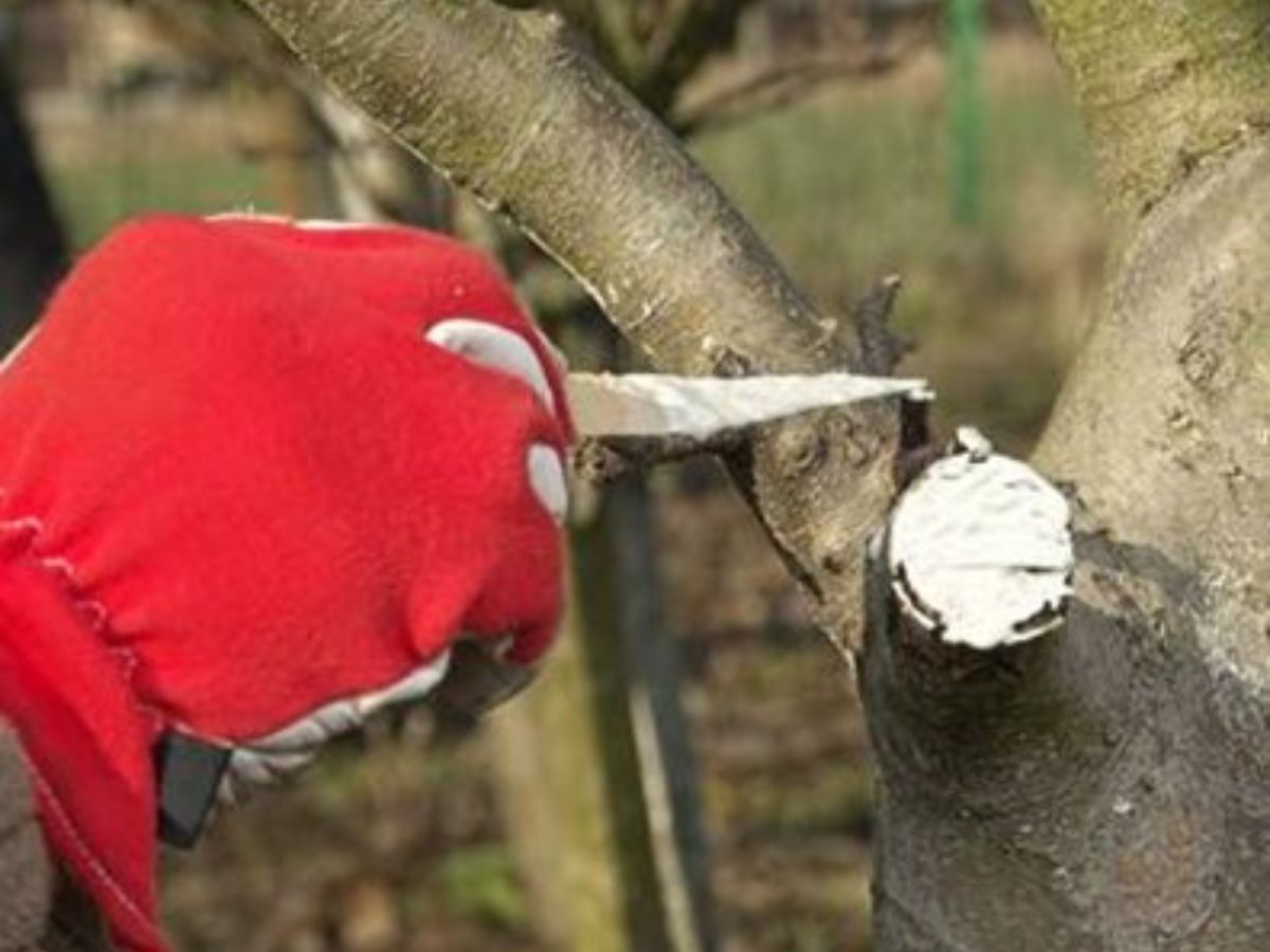 Is Tree Pruning Sealer Necessary? AAA Tree Lopping Ipswich