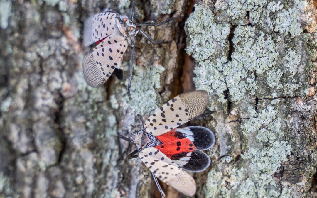 Spotted Lanternfly FAQs – How To Get Rid of Them