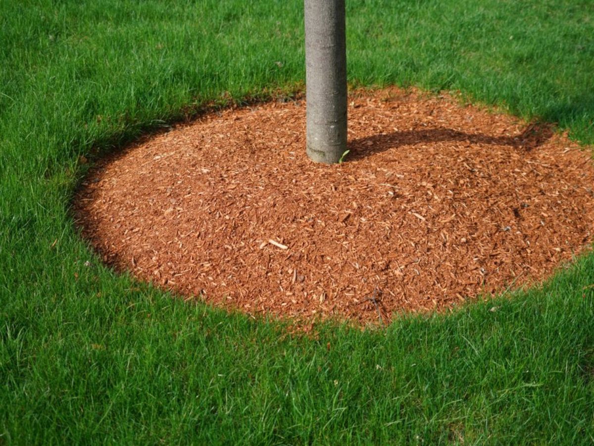 Mulching To Save Time And Water Your Trees In Summer