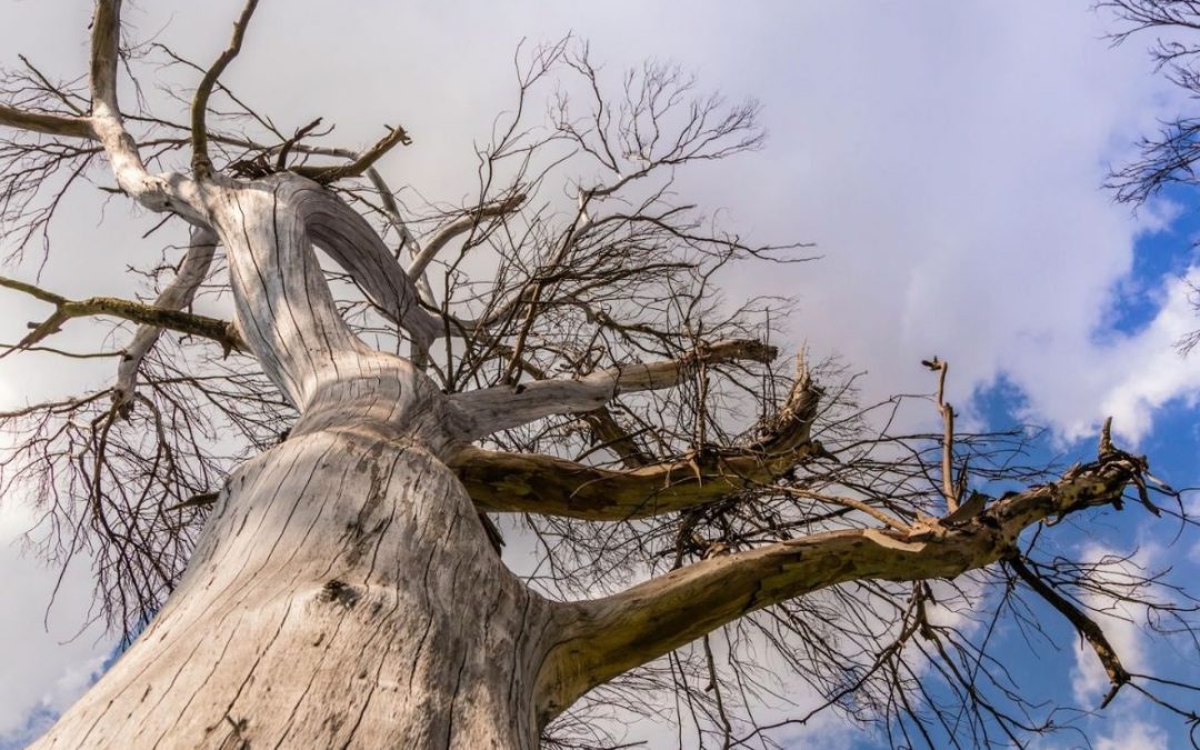 Signs It Might Be Time to Remove Your Tree