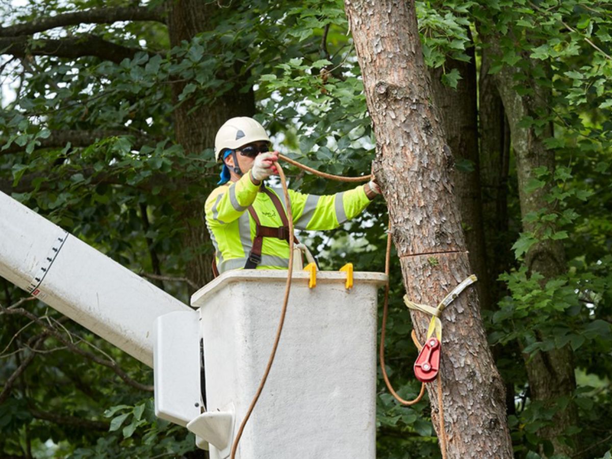 How To Become A Certified Arborist